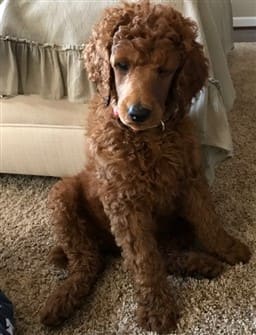 poodle-shiny-coat-after-bath
